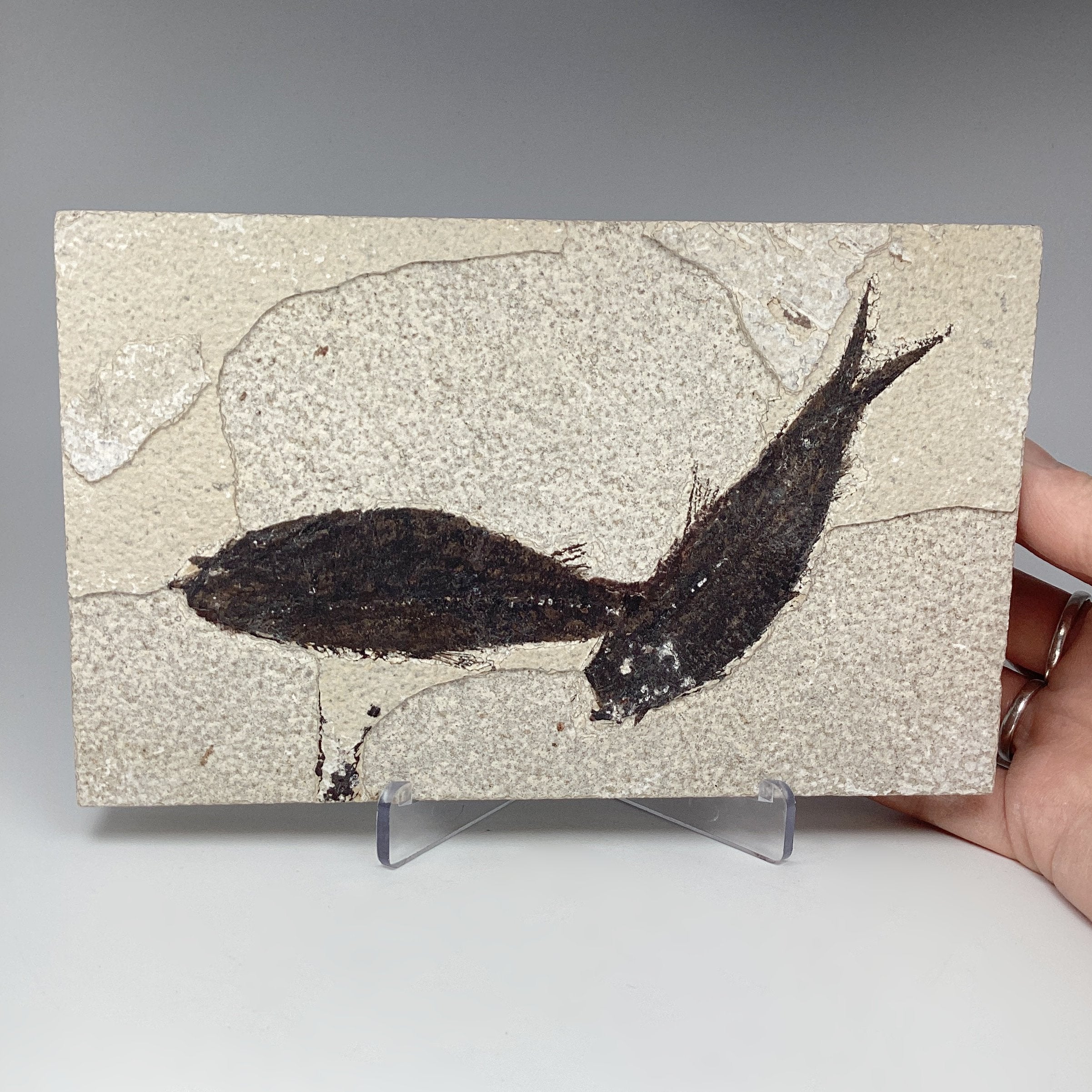 Fish Fossil