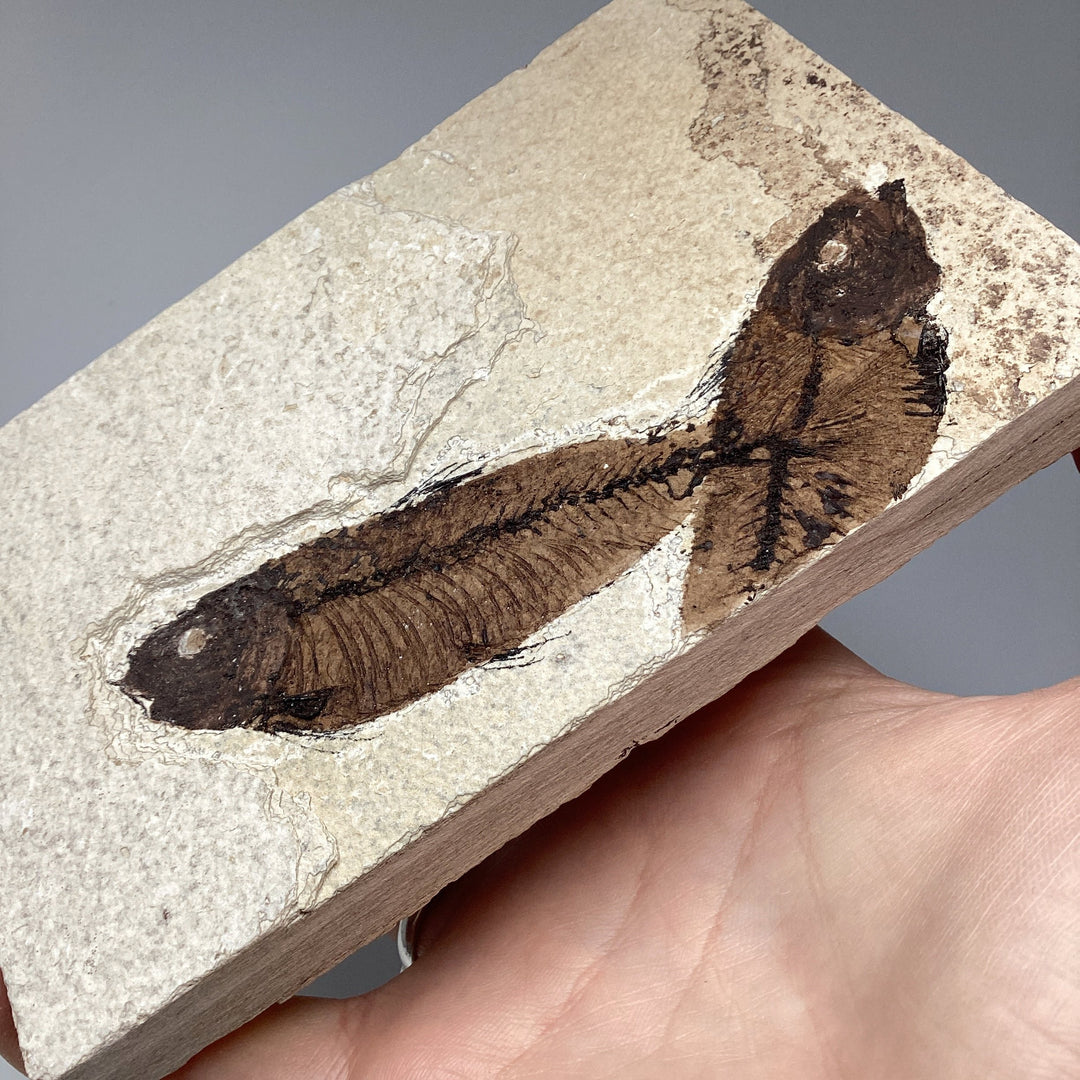 Fish Fossil