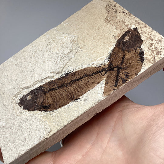 Fish Fossil