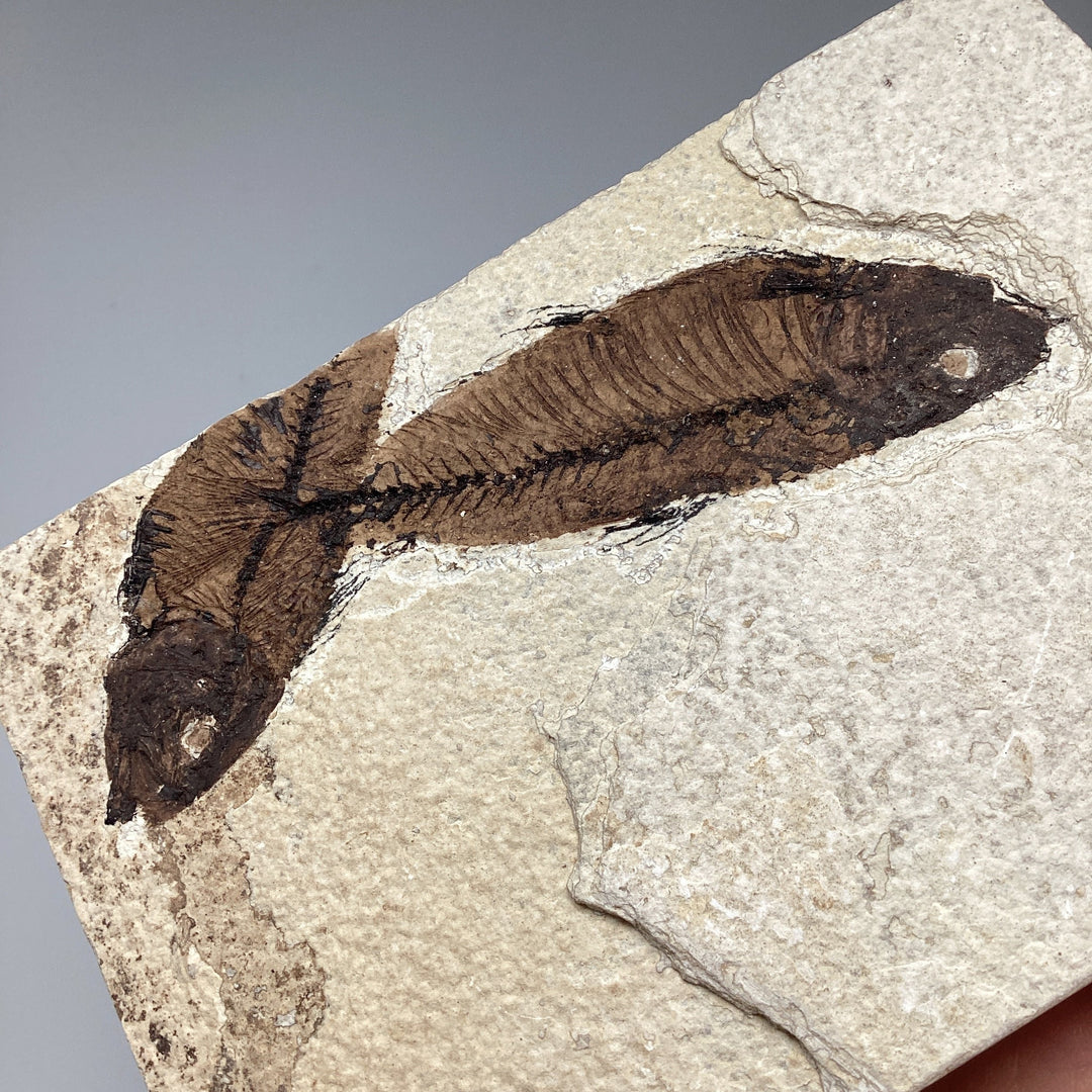 Fish Fossil