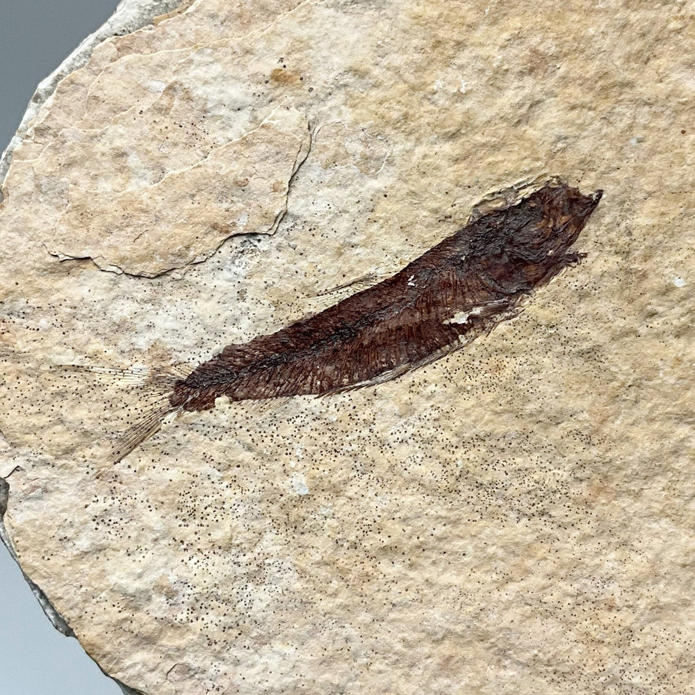 Fish Fossil