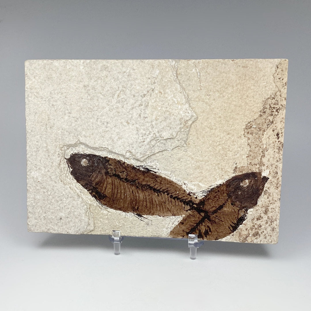 Fish Fossil