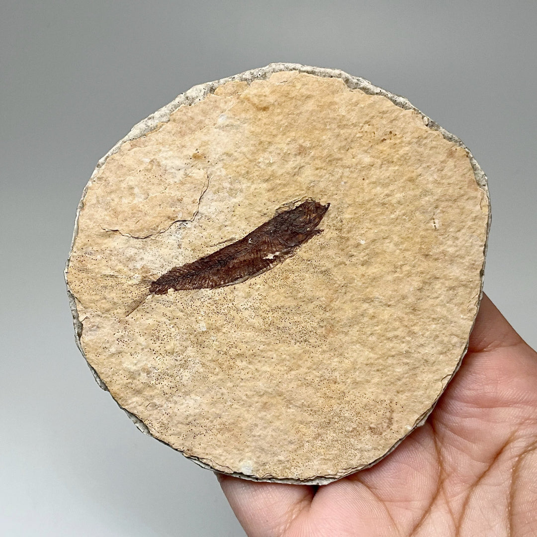 Fish Fossil