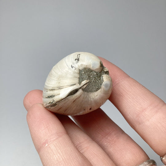 Fossilized Clam