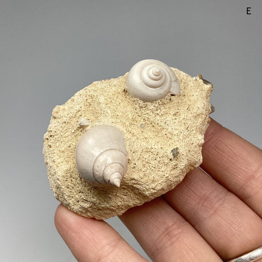 Fossilized Gastropods