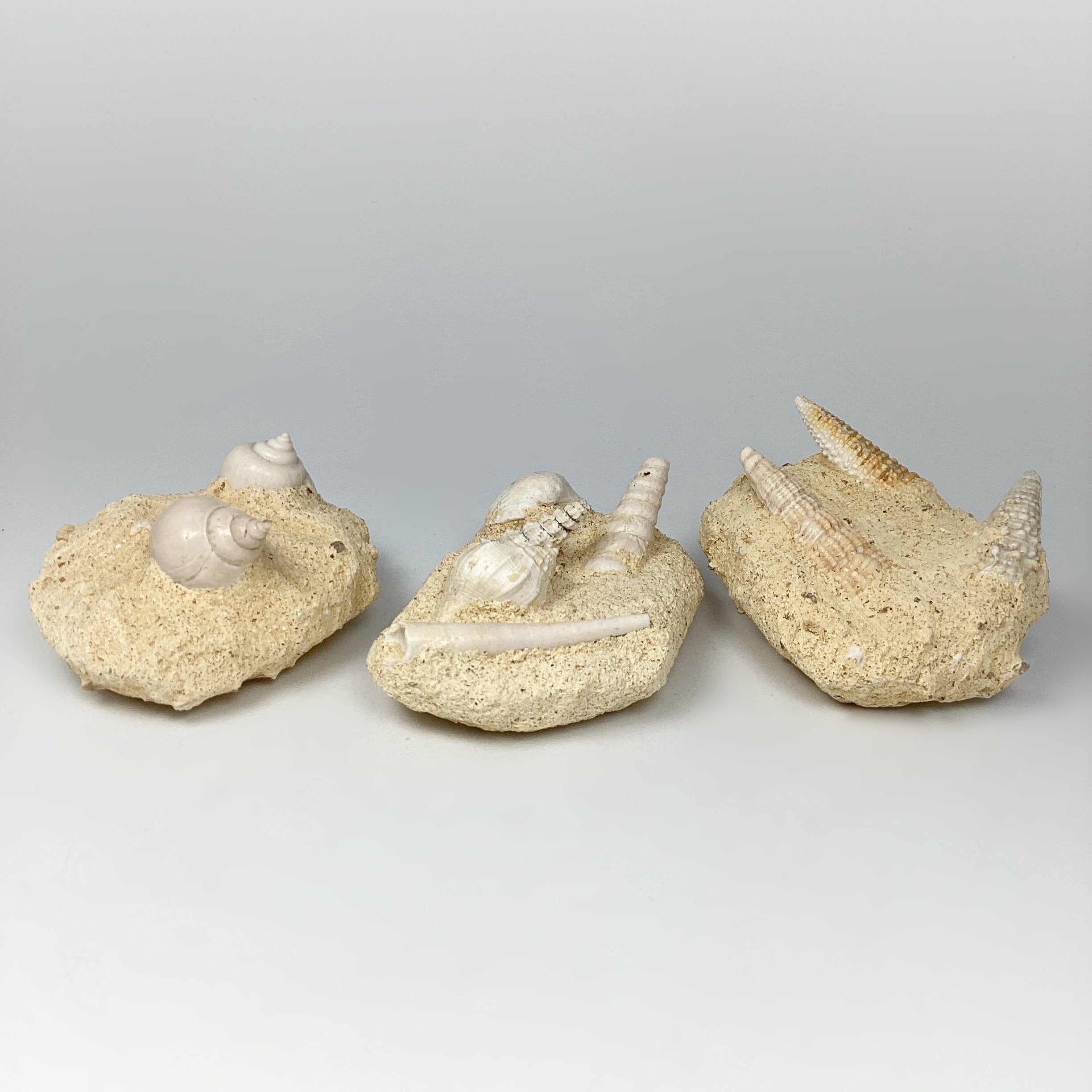 Fossilized Gastropods