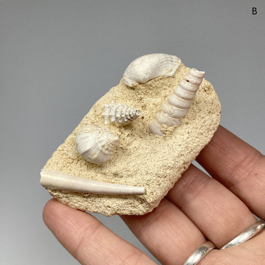 Fossilized Gastropods