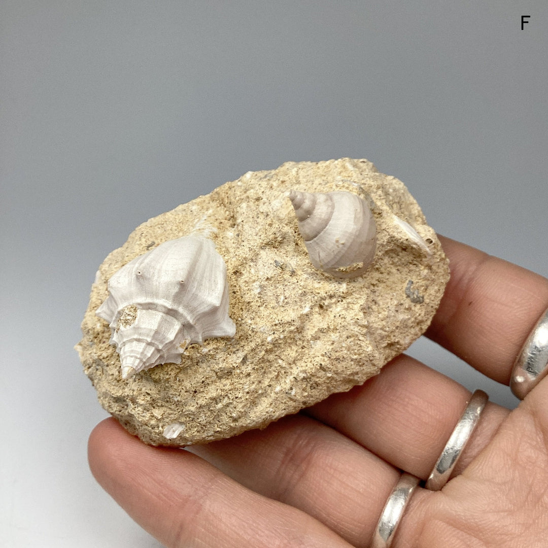 Fossilized Gastropods