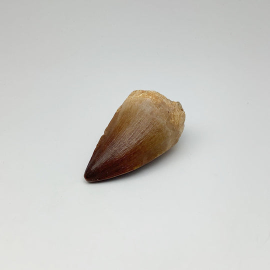 Fossilized Mosasaur Tooth Specimen