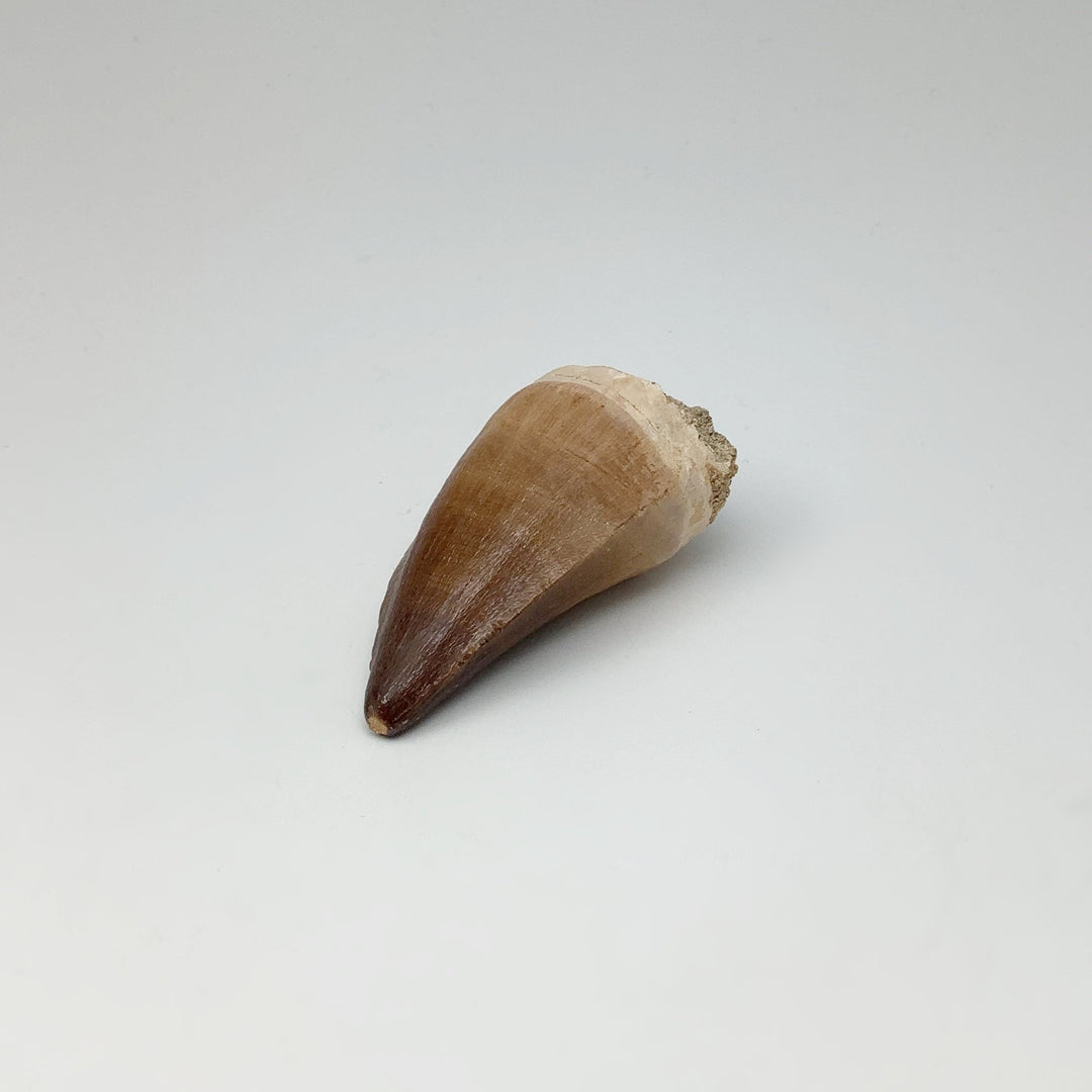 Fossilized Mosasaur Tooth Specimen