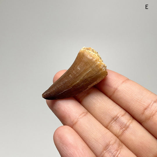 Fossilized Mosasaur Tooth Specimen