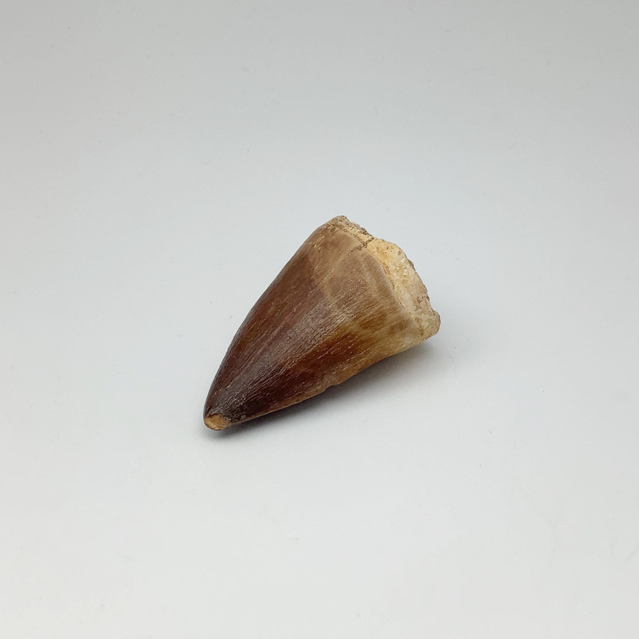 Fossilized Mosasaur Tooth Specimen