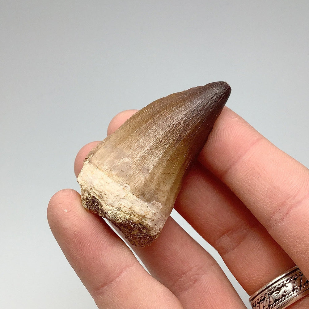 Fossilized Mosasaur Tooth Specimen