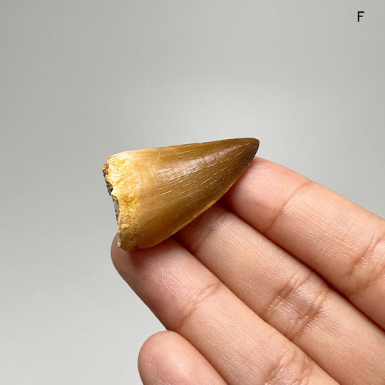 Fossilized Mosasaur Tooth Specimen