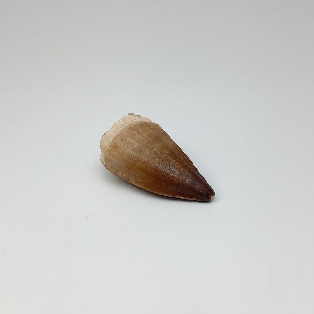 Fossilized Mosasaur Tooth Specimen