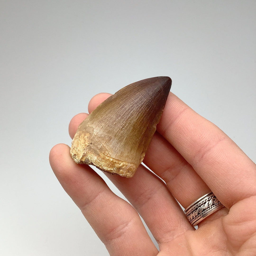 Fossilized Mosasaur Tooth Specimen