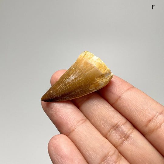 Fossilized Mosasaur Tooth Specimen