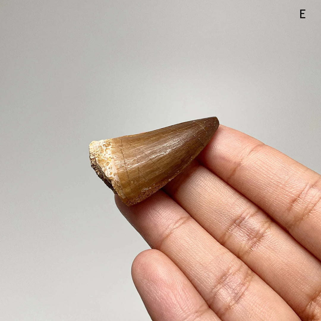 Fossilized Mosasaur Tooth Specimen