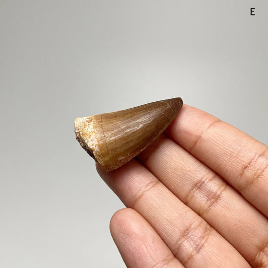 Fossilized Mosasaur Tooth Specimen