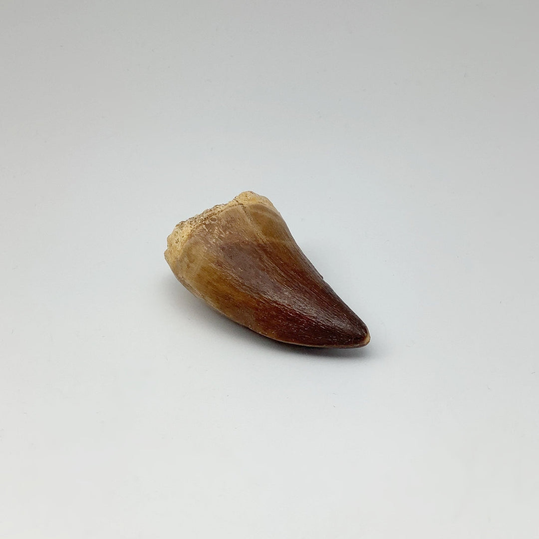 Fossilized Mosasaur Tooth Specimen