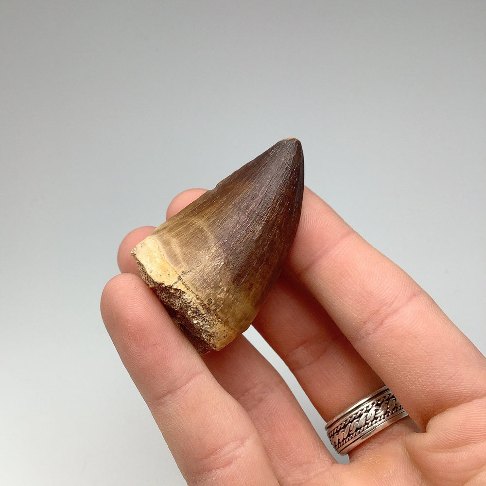 Fossilized Mosasaur Tooth Specimen