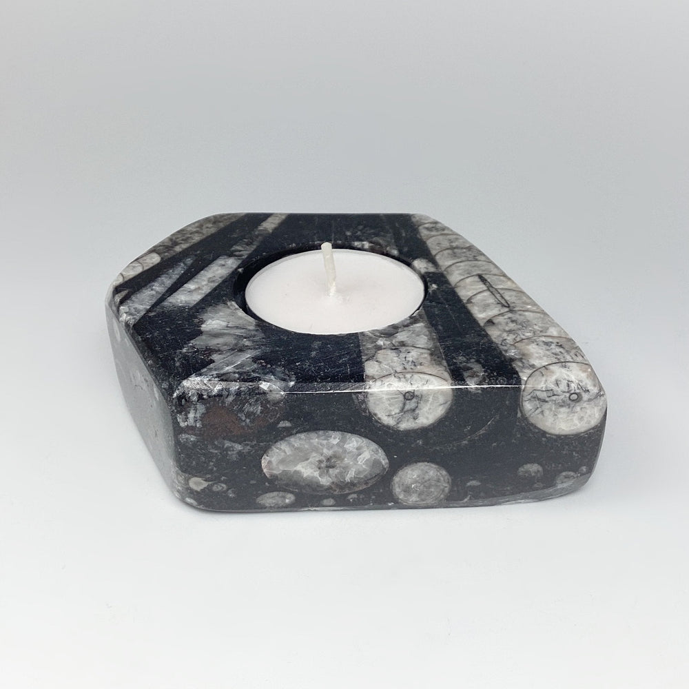 Fossilized Orthoceras Candle Holder