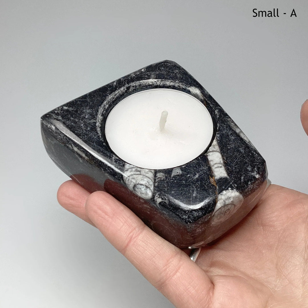 Fossilized Orthoceras Candle Holder