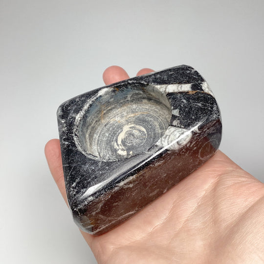 Fossilized Orthoceras Candle Holder