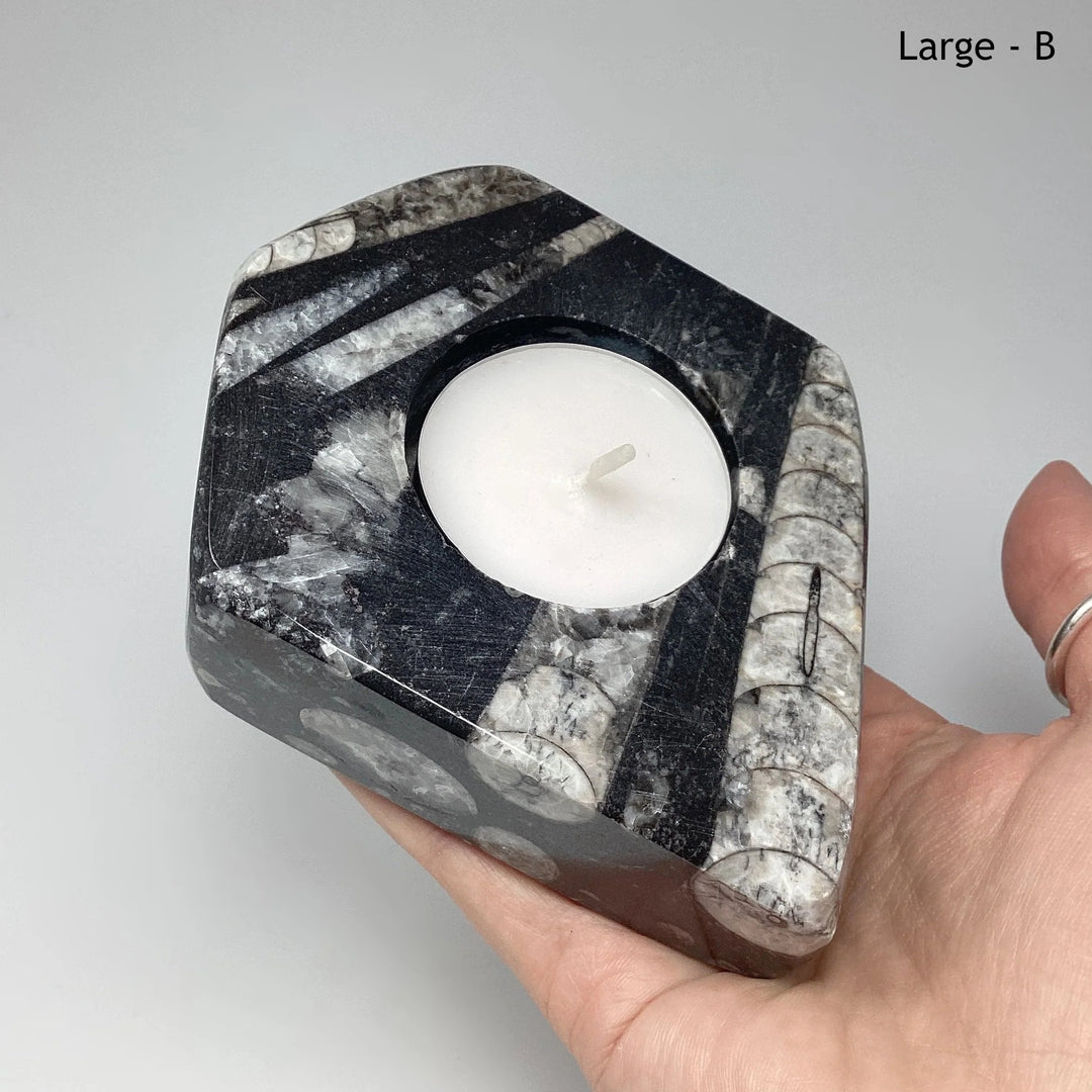 Fossilized Orthoceras Candle Holder