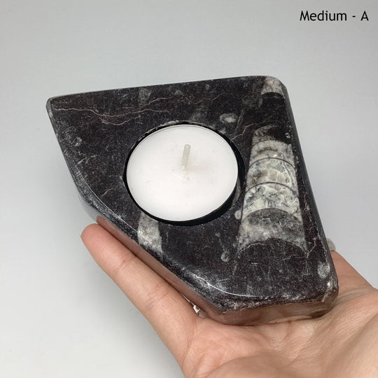 Fossilized Orthoceras Candle Holder