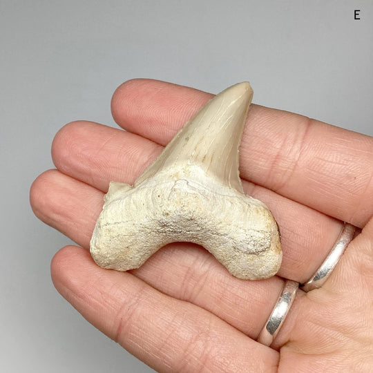 Fossilized Otodus/Lamna Shark Tooth Specimen