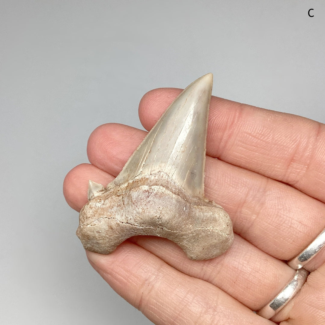 Fossilized Otodus/Lamna Shark Tooth Specimen