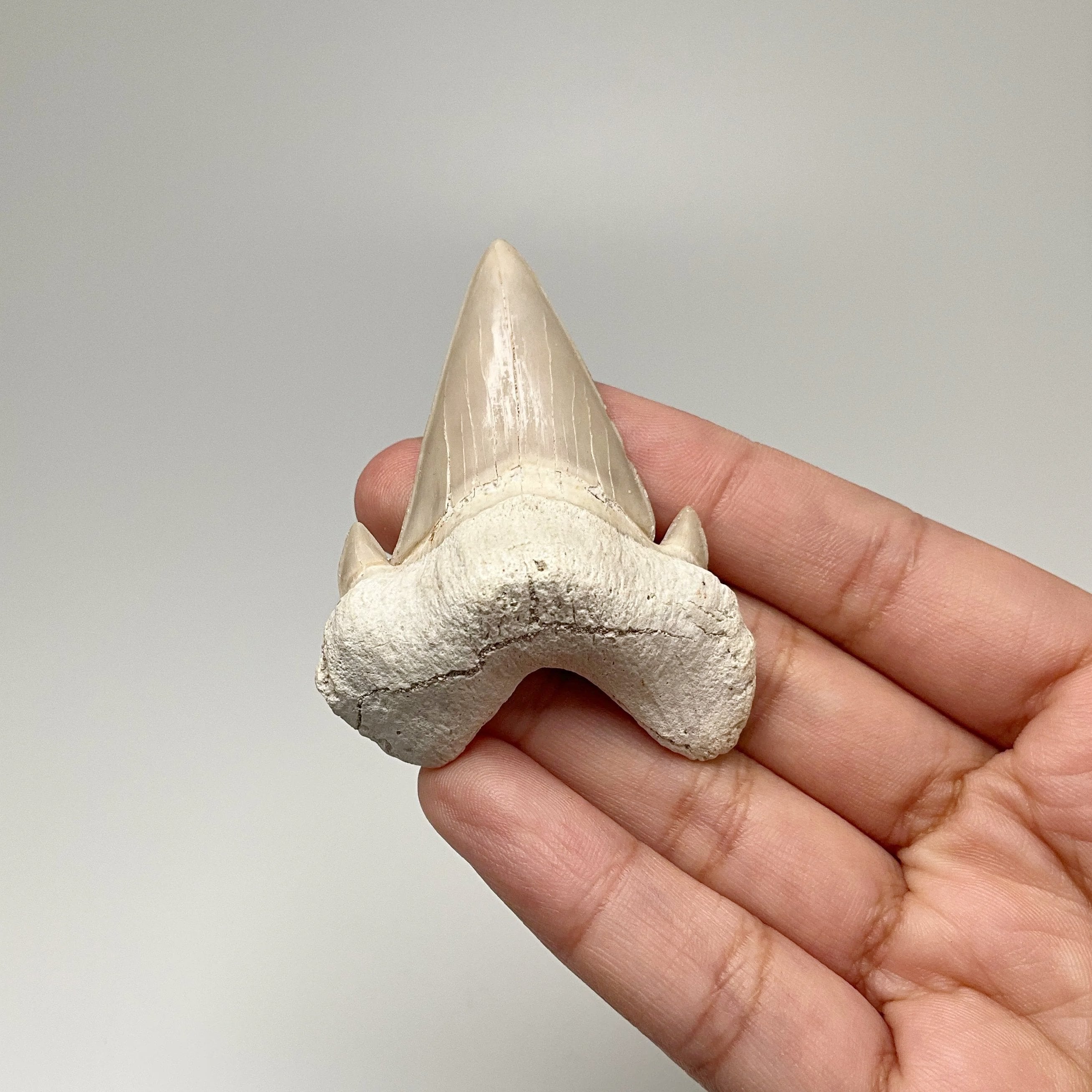 Fossilized Otodus/Lamna Shark Tooth Specimen