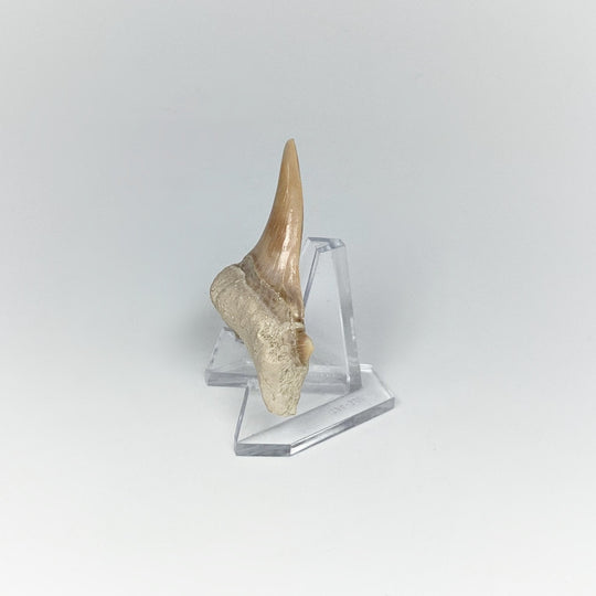 Fossilized Otodus/Lamna Shark Tooth Specimen