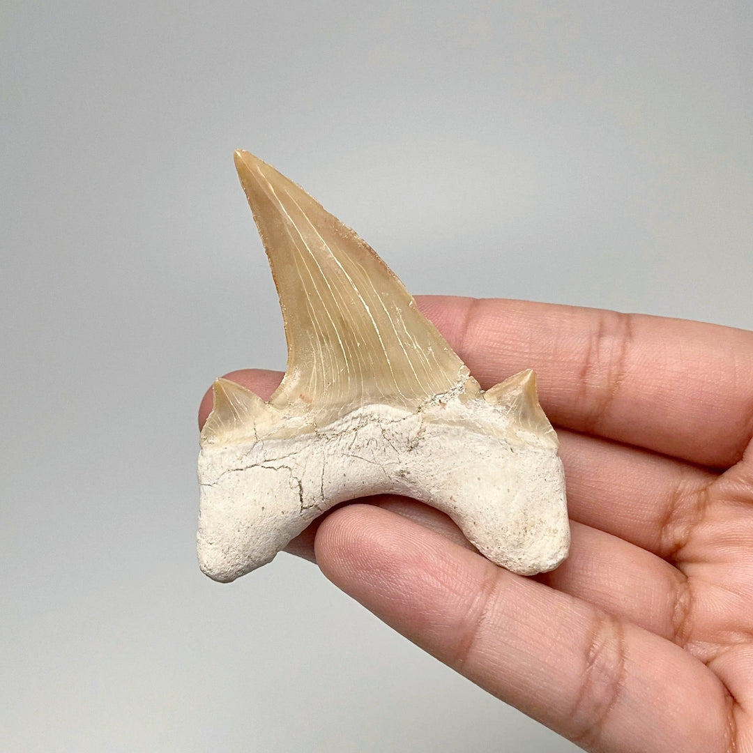 Fossilized Otodus/Lamna Shark Tooth Specimen