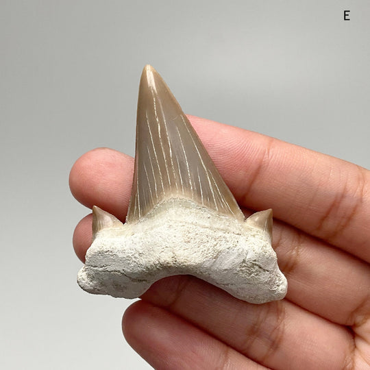 Fossilized Otodus/Lamna Shark Tooth Specimen