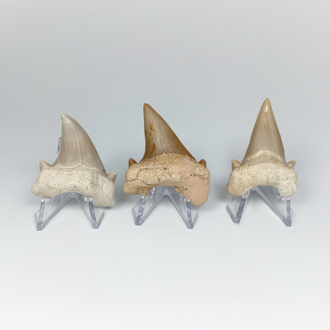 Fossilized Otodus/Lamna Shark Tooth Specimen