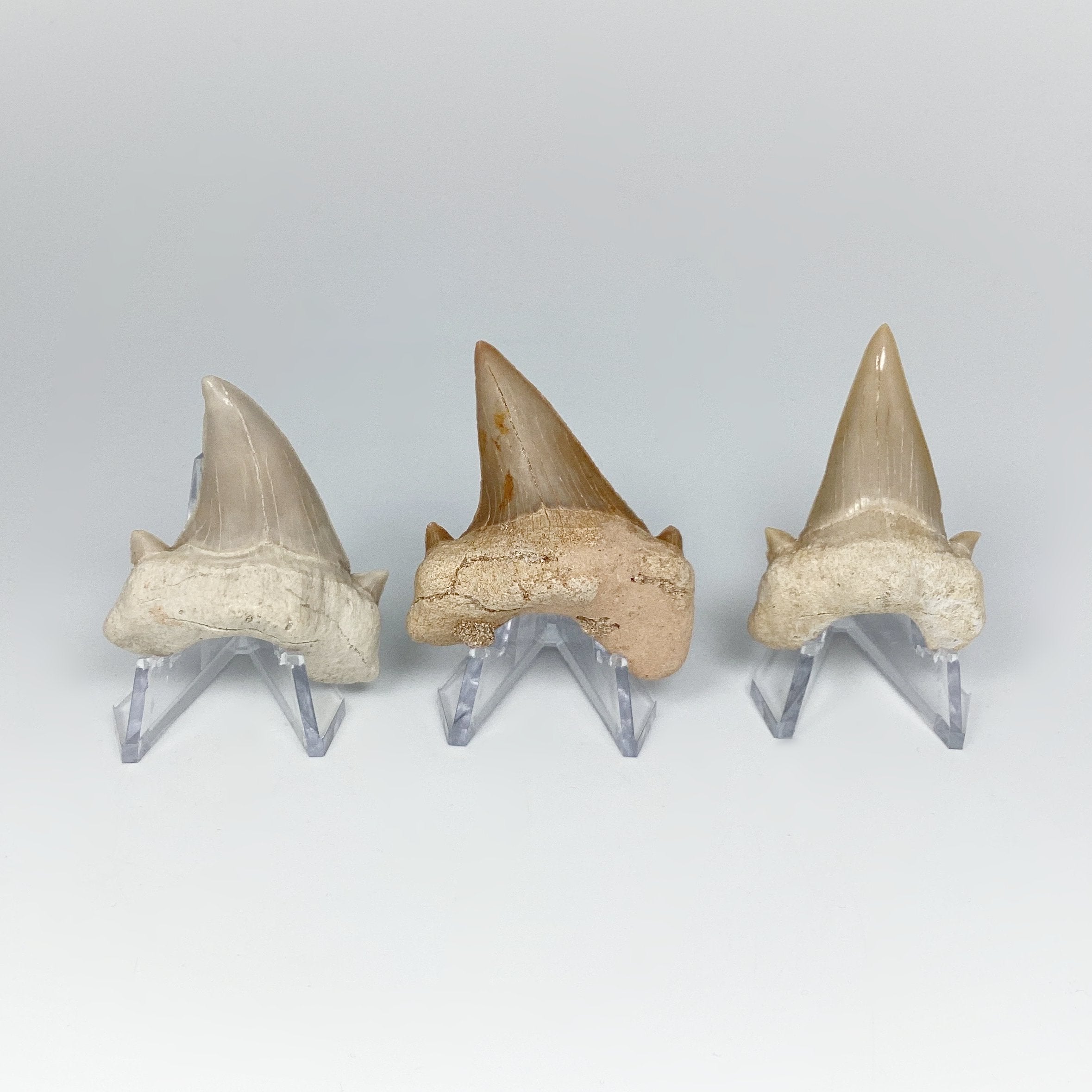 Fossilized Otodus/Lamna Shark Tooth Specimen