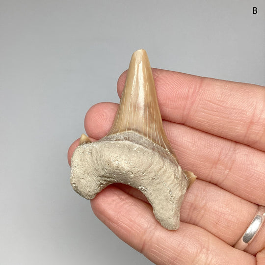 Fossilized Otodus/Lamna Shark Tooth Specimen