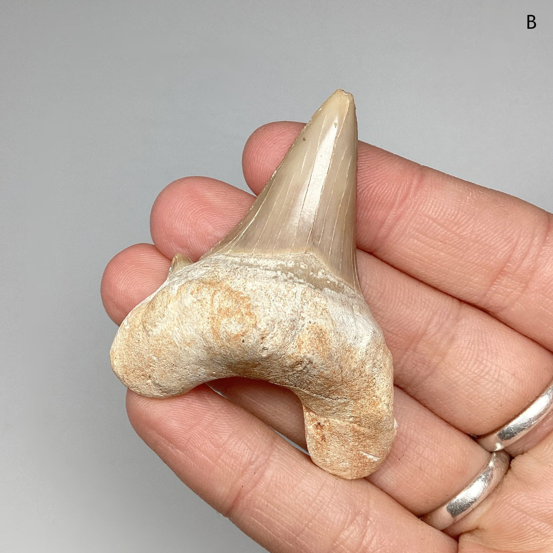 Fossilized Otodus/Lamna Shark Tooth Specimen