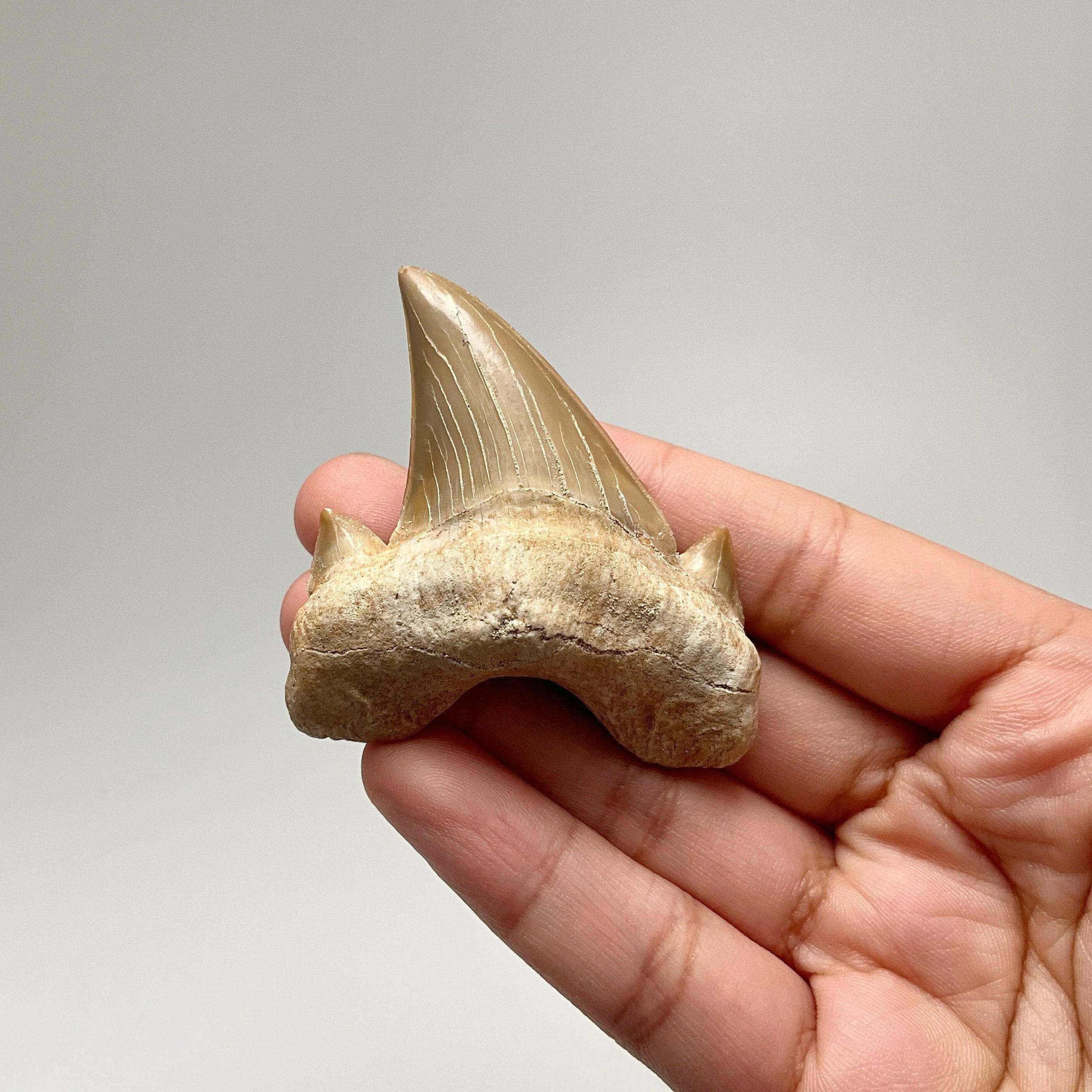 Fossilized Otodus/Lamna Shark Tooth Specimen