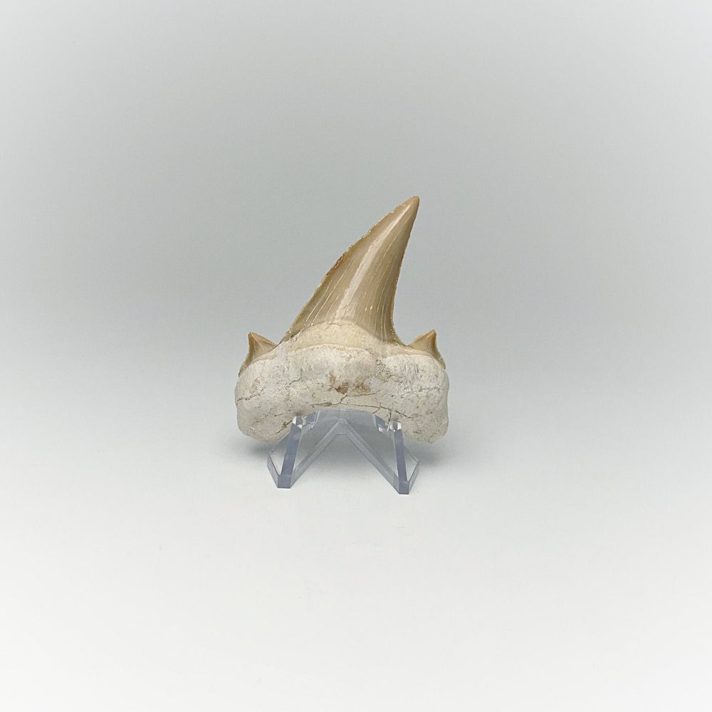 Fossilized Otodus/Lamna Shark Tooth Specimen