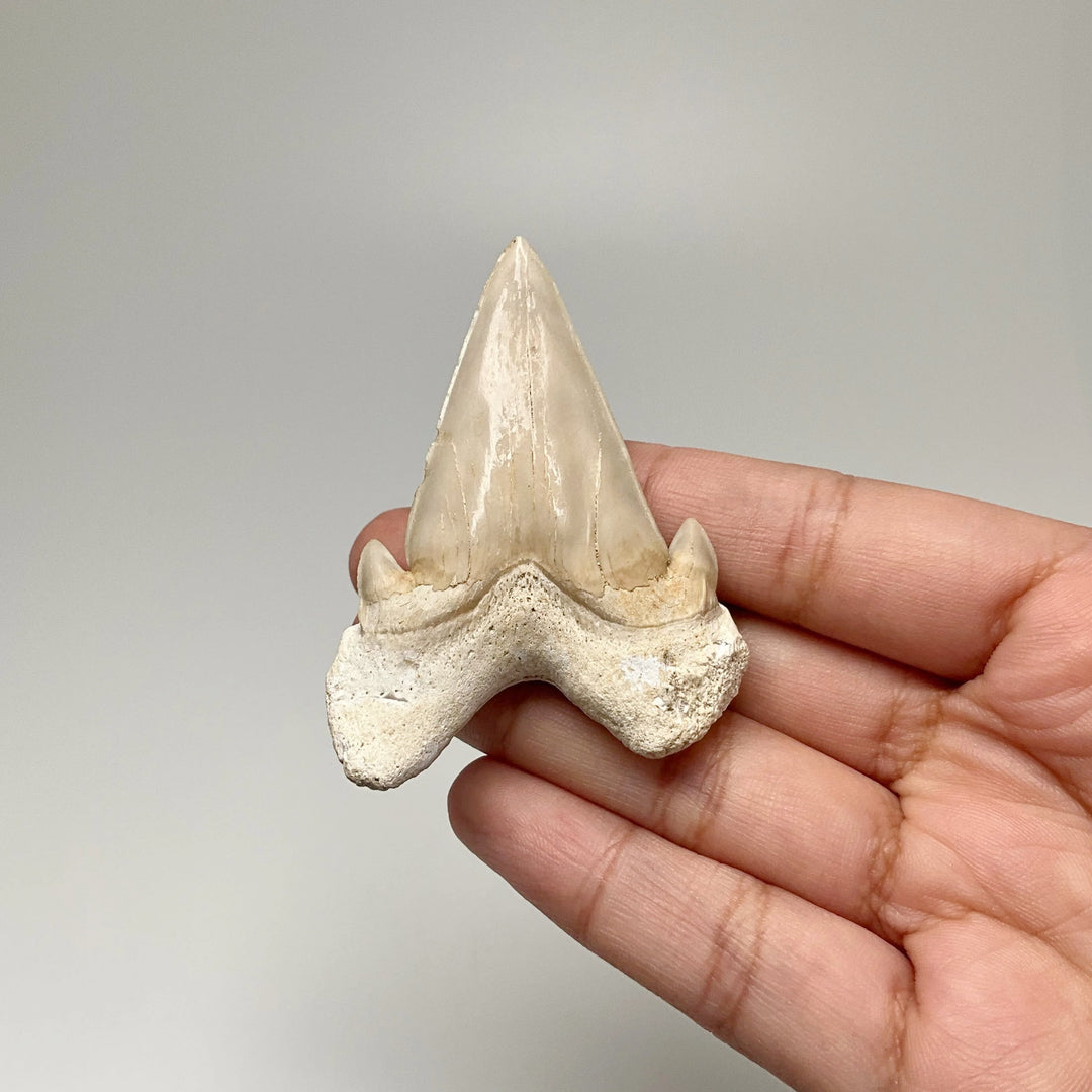 Fossilized Otodus/Lamna Shark Tooth Specimen