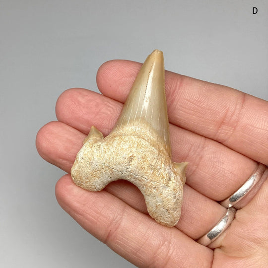 Fossilized Otodus/Lamna Shark Tooth Specimen