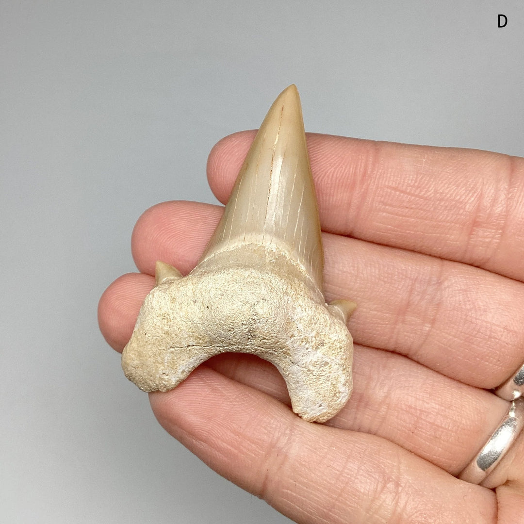 Fossilized Otodus/Lamna Shark Tooth Specimen