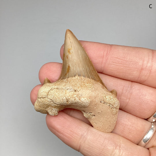 Fossilized Otodus/Lamna Shark Tooth Specimen