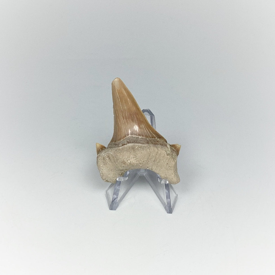 Fossilized Otodus/Lamna Shark Tooth Specimen