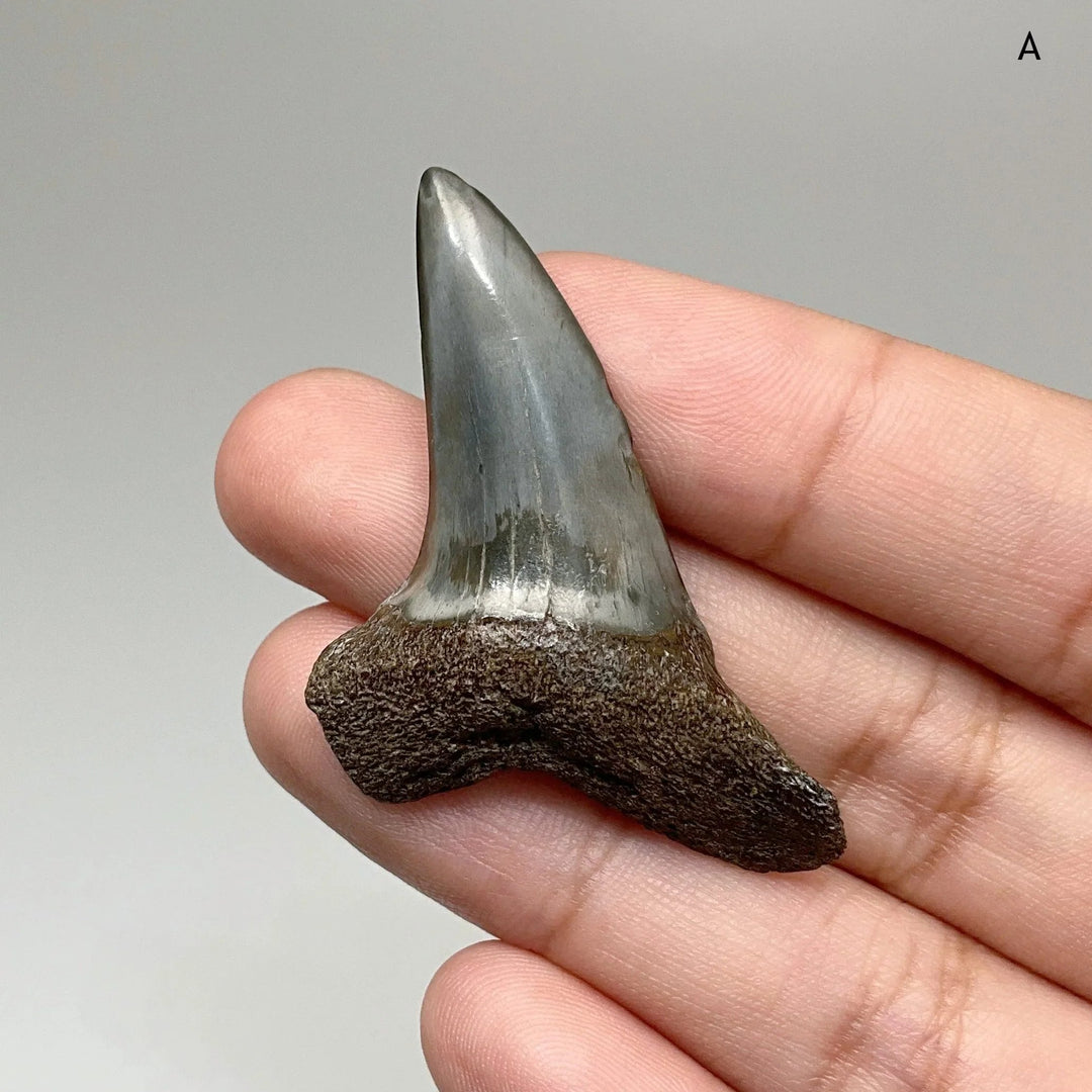 Fossilized Shark Tooth Specimen: Benedini Hooked