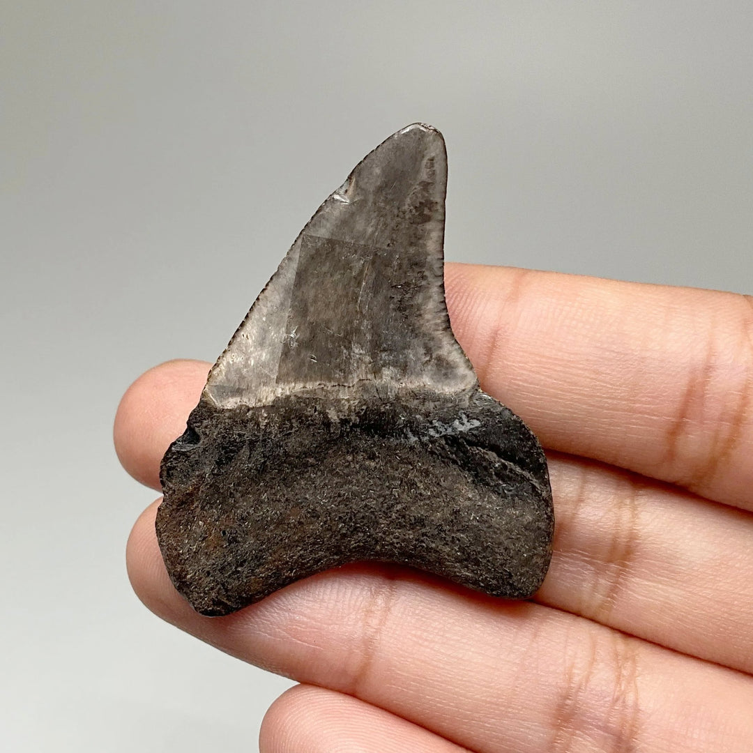 Fossilized Shark Tooth Specimen: Benedini Hooked