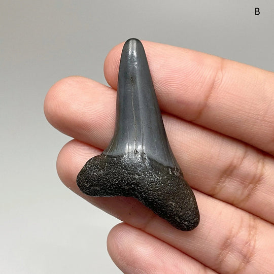 Fossilized Shark Tooth Specimen: Benedini Hooked